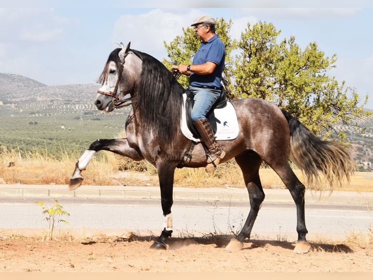 PRE Mestizo Semental 5 años 166 cm Tordo in Provinz Granada