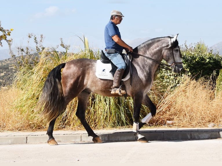 PRE Mestizo Semental 5 años 166 cm Tordo in Provinz Granada