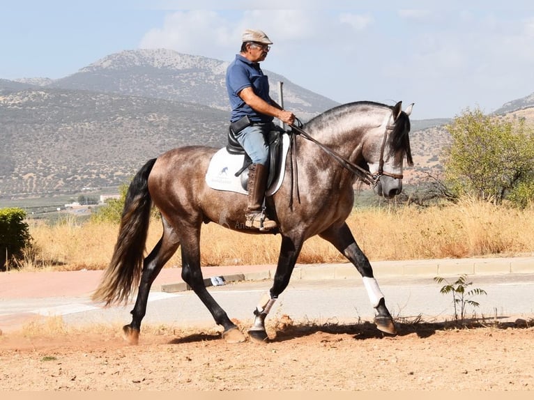 PRE Mestizo Semental 5 años 166 cm Tordo in Provinz Granada