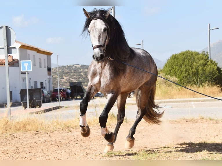 PRE Mestizo Semental 5 años 166 cm Tordo in Provinz Granada