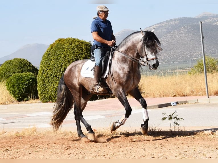 PRE Mestizo Semental 5 años 166 cm Tordo in Provinz Granada