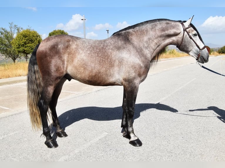 PRE Mestizo Semental 5 años 166 cm Tordo in Provinz Granada
