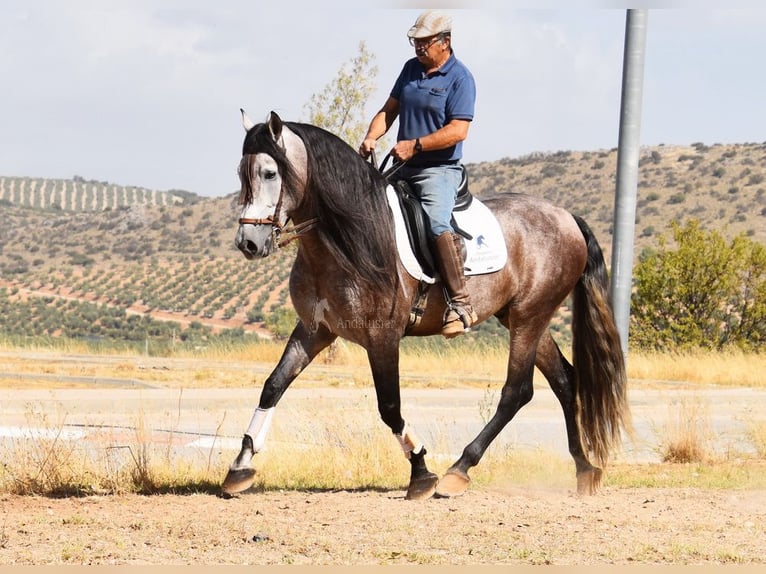 PRE Mestizo Semental 5 años 166 cm Tordo in Provinz Granada