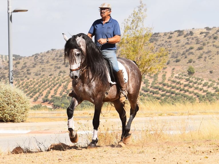 PRE Mestizo Semental 5 años 166 cm Tordo in Provinz Granada