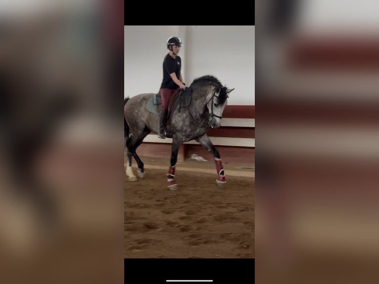 PRE Mestizo Semental 5 años 166 cm Tordo in Peralta/Azkoien