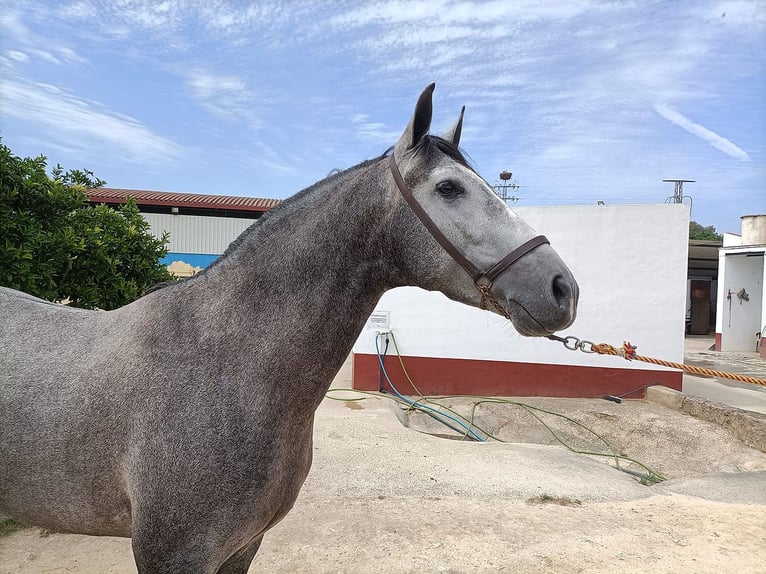 PRE Mestizo Semental 5 años 166 cm Tordo in Huelva