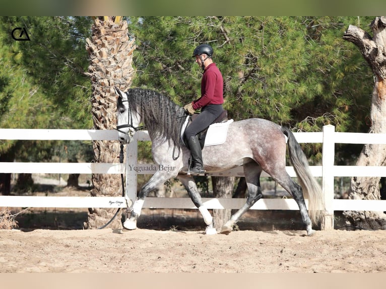 PRE Semental 5 años 166 cm Tordo rodado in Puerto Lumbreras