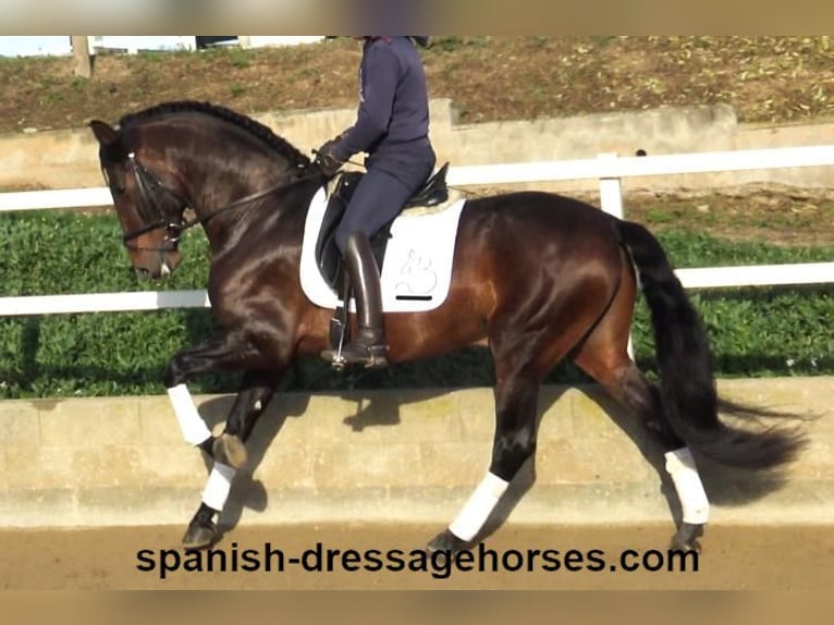 PRE Semental 5 años 167 cm Castaño in Barcelona