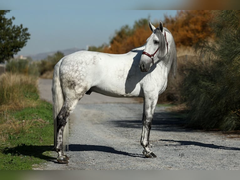 PRE Mestizo Semental 5 años 167 cm Tordo in Armilla