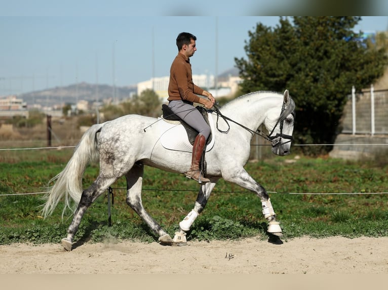 PRE Mestizo Semental 5 años 167 cm Tordo in Armilla