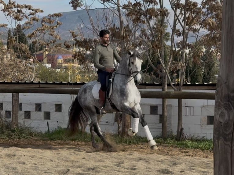 PRE Mestizo Semental 5 años 167 cm Tordo in Coín, Malaga