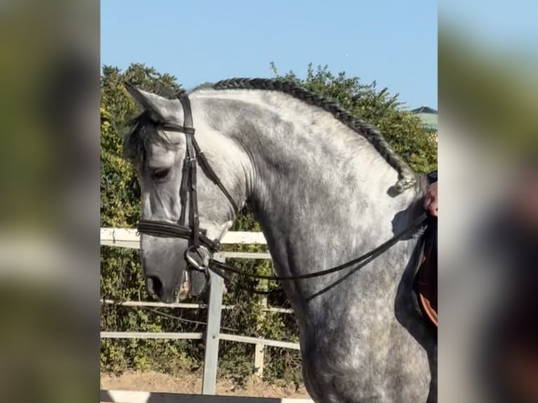 PRE Mestizo Semental 5 años 167 cm Tordo in Fuentes De Andalucia