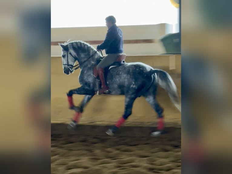 PRE Mestizo Semental 5 años 167 cm Tordo in Fuentes De Andalucia