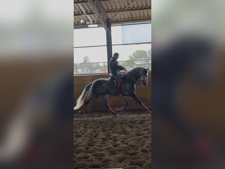 PRE Mestizo Semental 5 años 167 cm Tordo in Fuentes De Andalucia