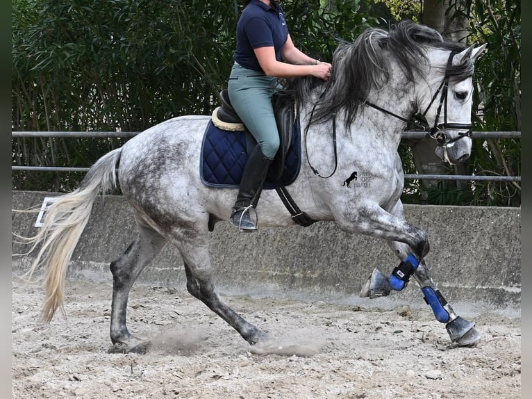 PRE Mestizo Semental 5 años 167 cm Tordo in Mallorca