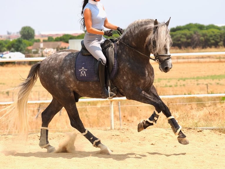 PRE Mestizo Semental 5 años 167 cm Tordo in Navas Del Madro&#xF1;o