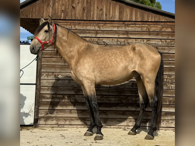 PRE Mestizo Semental 5 años 168 cm Bayo in Barcelona