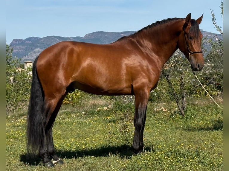 PRE Mestizo Semental 5 años 168 cm Castaño in Martfeld