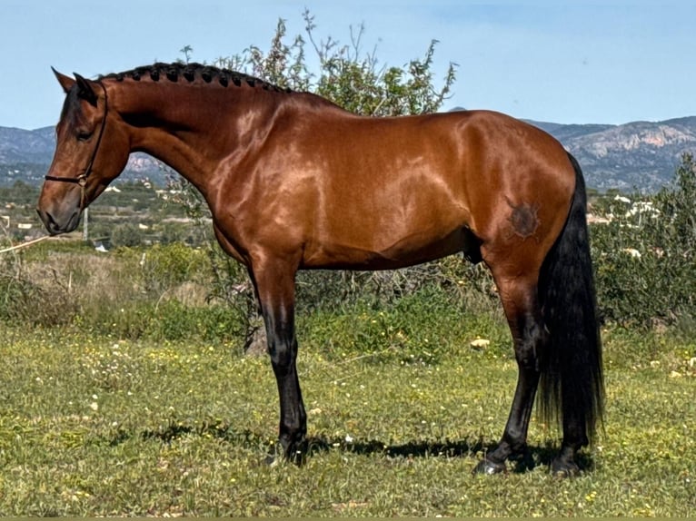 PRE Mestizo Semental 5 años 168 cm Castaño in Martfeld