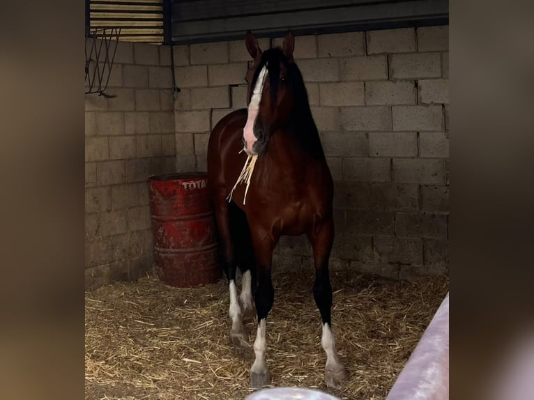 PRE Mestizo Semental 5 años 168 cm Castaño claro in Lebrija