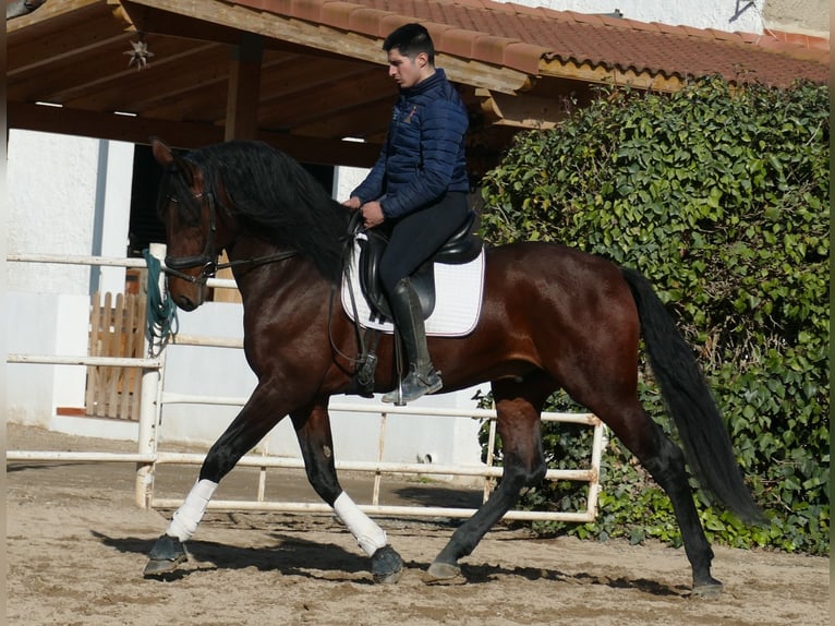 PRE Mestizo Semental 5 años 168 cm Castaño oscuro in Granollers