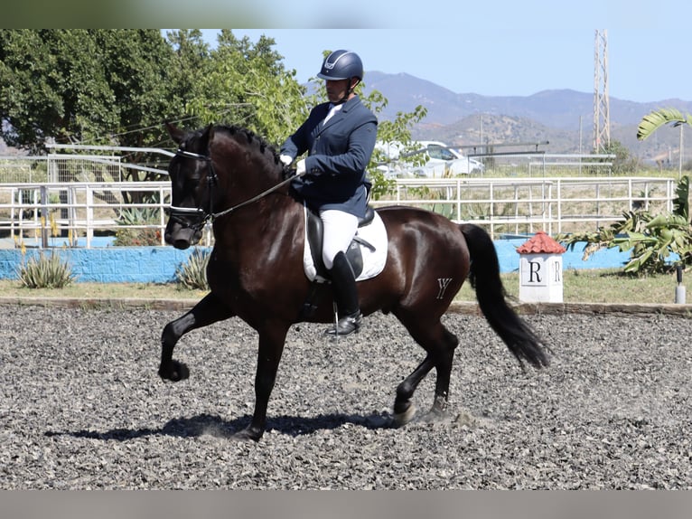 PRE Semental 5 años 168 cm Morcillo in Malaga