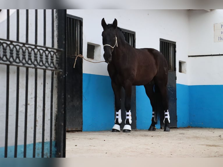 PRE Semental 5 años 168 cm Morcillo in Malaga