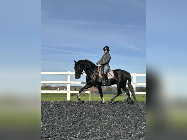 PRE Mestizo Semental 5 años 168 cm Negro in Sigmarszell