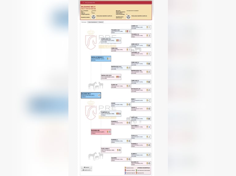 PRE Semental 5 años 168 cm Tordo in Cañada De San Pedro