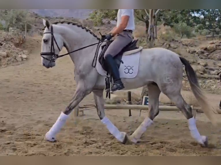 PRE Mestizo Semental 5 años 168 cm Tordo in Santa Perpetua de Mogoda
