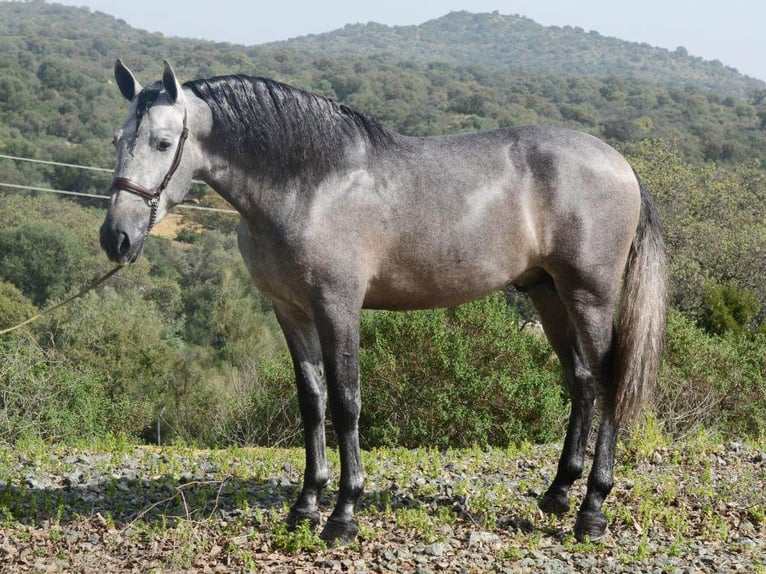 PRE Mestizo Semental 5 años 168 cm Tordo in NAVAS DEL MADRONO