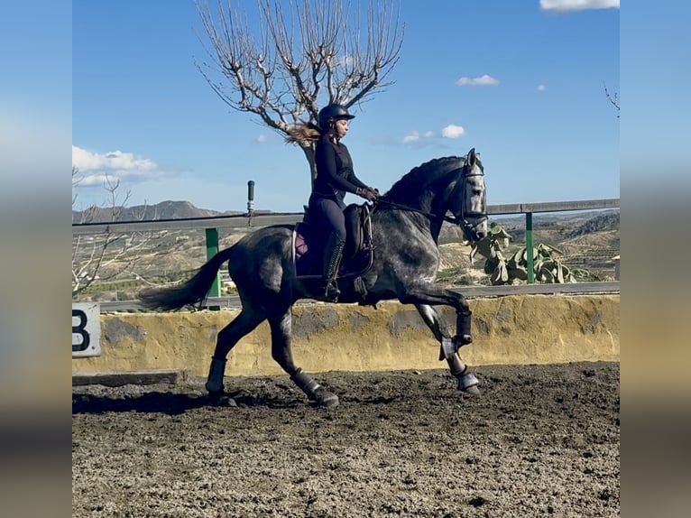 PRE Mestizo Semental 5 años 168 cm Tordo rodado in Cañada De San Pedro