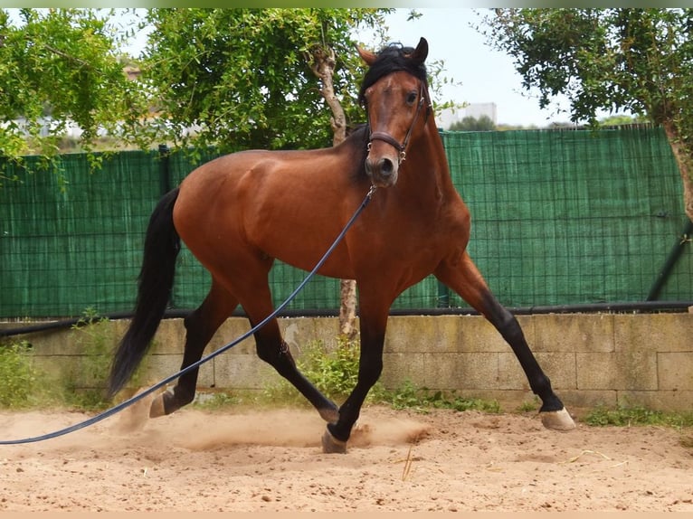 PRE Mestizo Semental 5 años 169 cm Castaño in Provinz Malaga