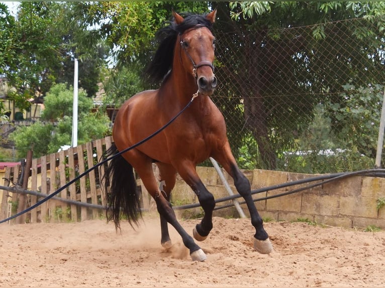 PRE Mestizo Semental 5 años 169 cm Castaño in Provinz Malaga
