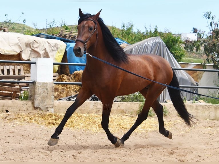 PRE Mestizo Semental 5 años 169 cm Castaño in Provinz Malaga