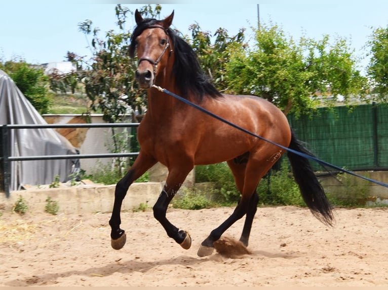 PRE Mestizo Semental 5 años 169 cm Castaño in Provinz Malaga