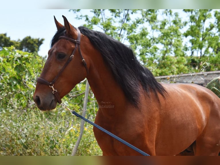 PRE Mestizo Semental 5 años 169 cm Castaño in Provinz Malaga