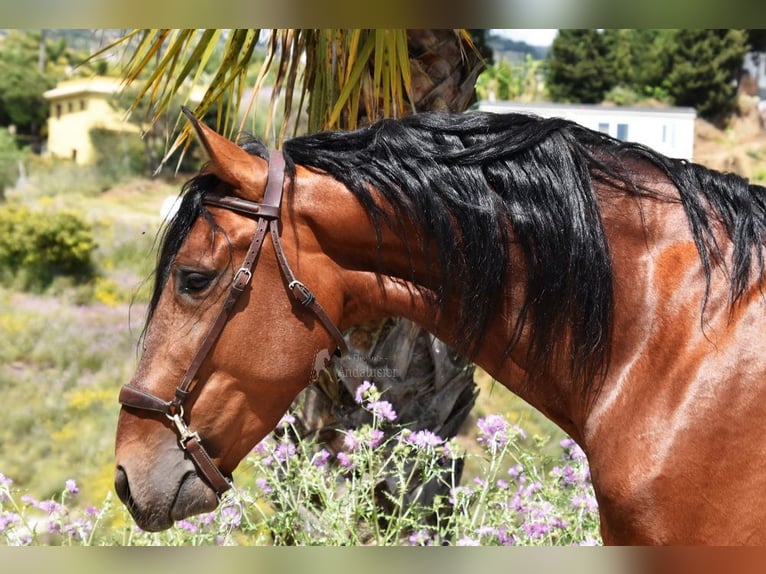PRE Mestizo Semental 5 años 169 cm Castaño in Provinz Malaga