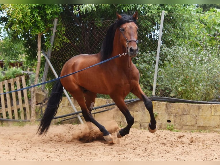 PRE Mestizo Semental 5 años 169 cm Castaño in Provinz Malaga