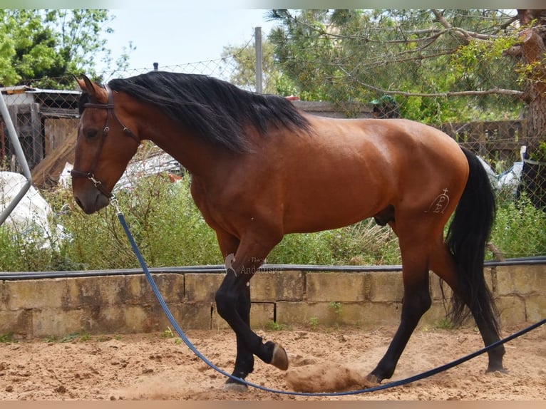 PRE Mestizo Semental 5 años 169 cm Castaño in Provinz Malaga