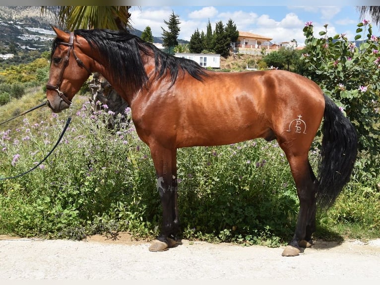 PRE Mestizo Semental 5 años 169 cm Castaño in Provinz Malaga