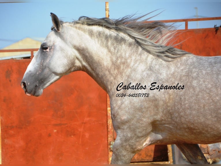 PRE Semental 5 años 169 cm Tordo in Vejer de la Frontera