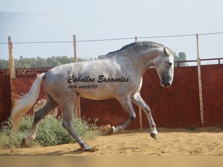 PRE Semental 5 años 169 cm Tordo in Vejer de la Frontera