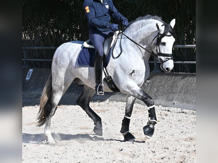 PRE Mestizo Semental 5 años 169 cm Tordo in Mallorca