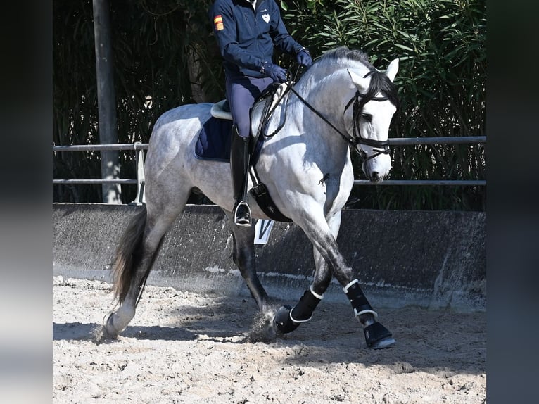 PRE Mestizo Semental 5 años 169 cm Tordo in Mallorca