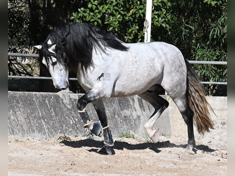 PRE Mestizo Semental 5 años 169 cm Tordo in Mallorca