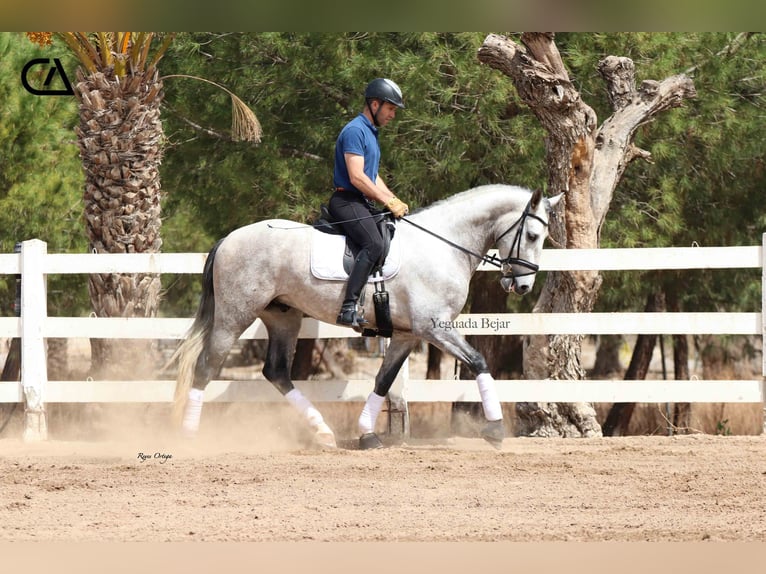 PRE Semental 5 años 169 cm Tordo rodado in Puerto Lumbreras