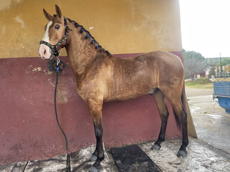 PRE Semental 5 años 170 cm Buckskin/Bayo in Martos