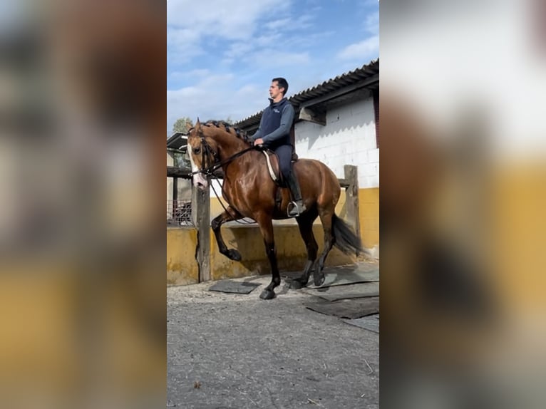 PRE Semental 5 años 170 cm Buckskin/Bayo in Martos