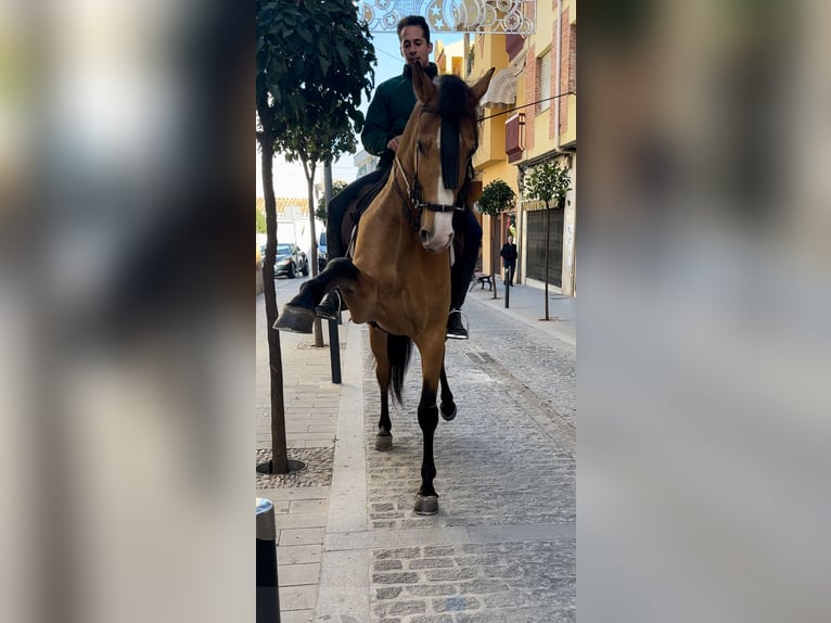 PRE Semental 5 años 170 cm Buckskin/Bayo in Martos